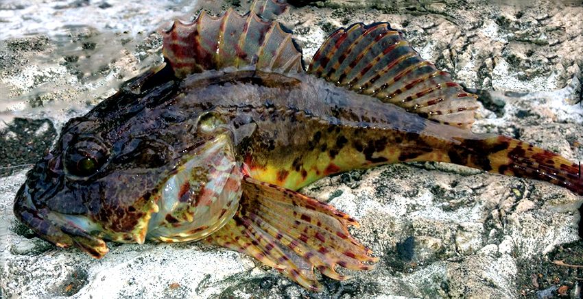 Taurulus bubalis_09.jpg